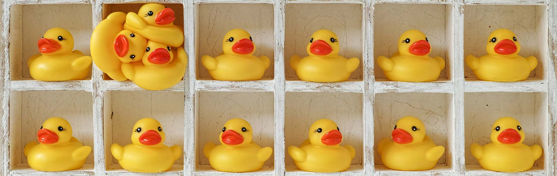 A wall of small square cubicles with yellow rubber ducks placed within